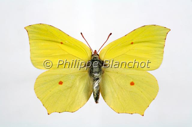 gonepteryx rhamni.JPG - Gonepteryx rhamniCitronBrimstoneLepidoptera, PieridaeFrance